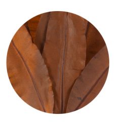 materialy zielone liscie tropical 2