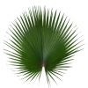materialy zielone palm 3