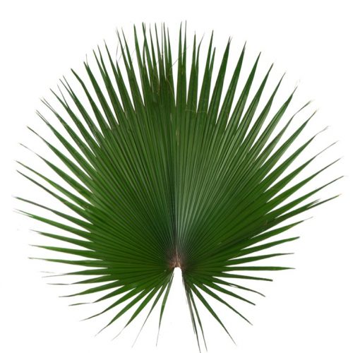 materialy zielone palm 3