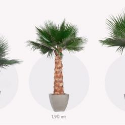 materialy zielone palm 4