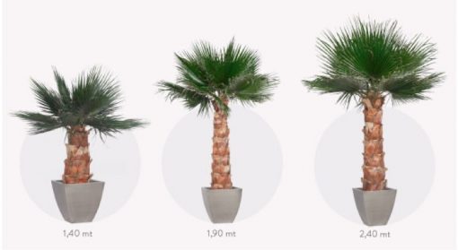 materialy zielone palm 4