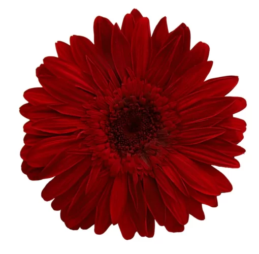 Gerbera Red
