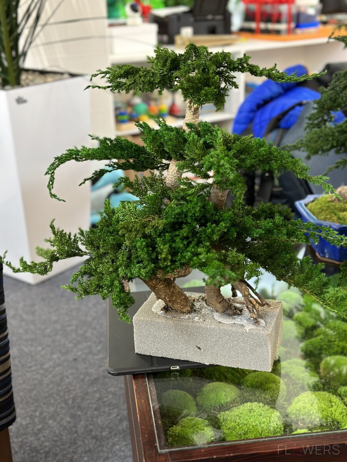 Bonsai i kompozycje stabilizowane w donicach 1 A6EC265B 6539 46A4 A4D2 BEDA5D80AA13 scaled