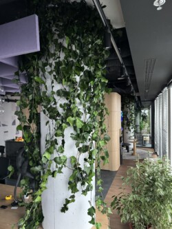 Realizacje, zielone ściany 215